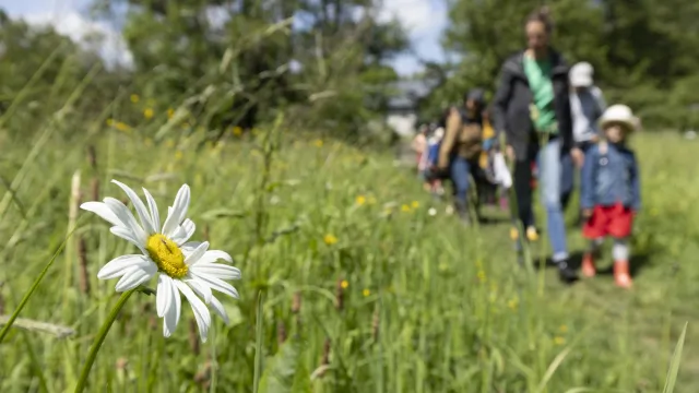 Une marguerite au premier plan avec un groupe qui marche dans une prairie en second plan.  