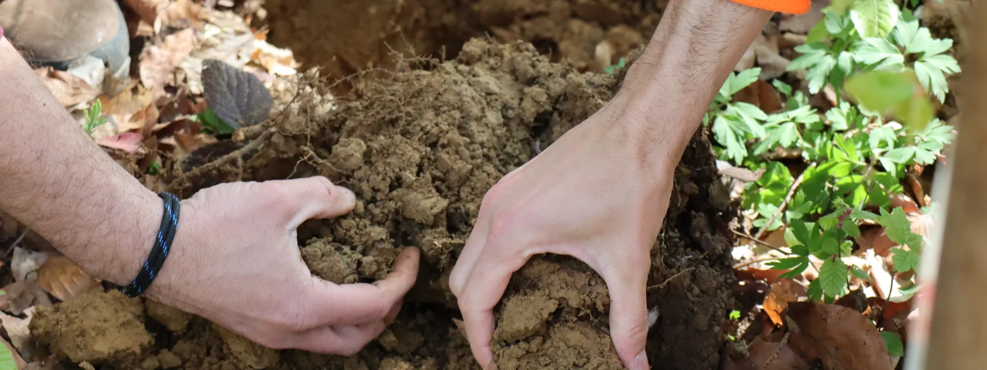 Sol forestier à Besançon © Antoine Gutowski