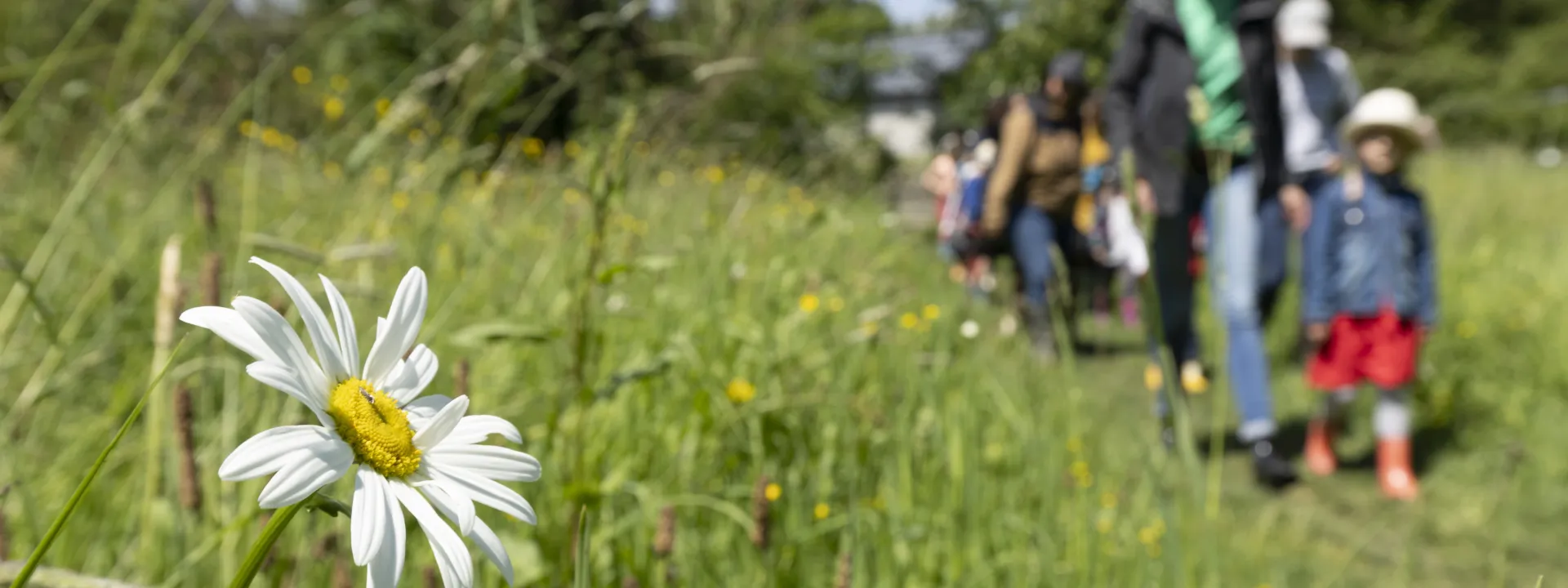 Une marguerite au premier plan avec un groupe qui marche dans une prairie en second plan.  