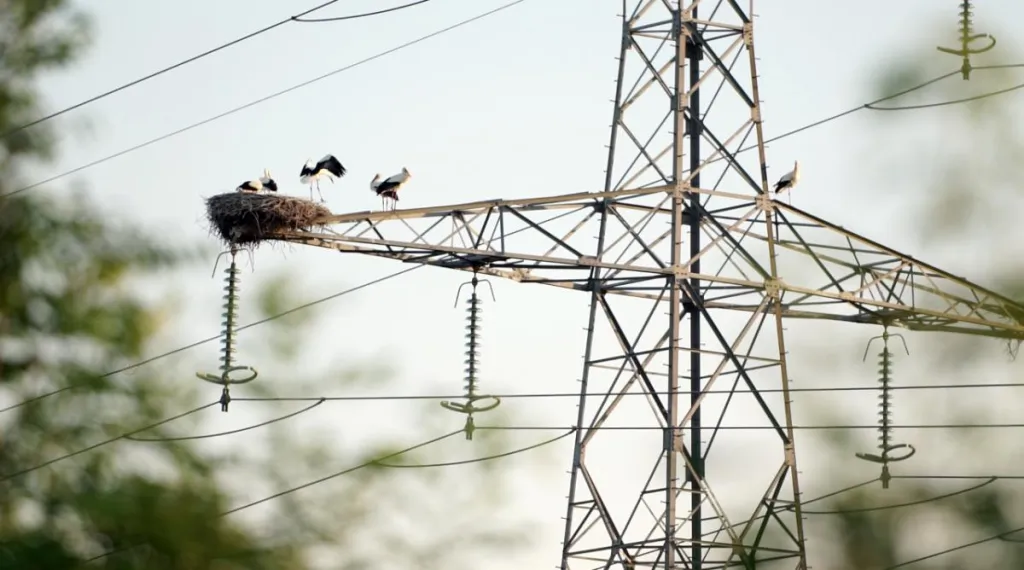 Cigognes sur le réseau de transport éléctrique