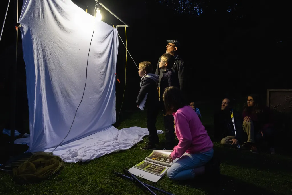 Soirée d'observation des insectes nocturnes © Guillaume Dambreville