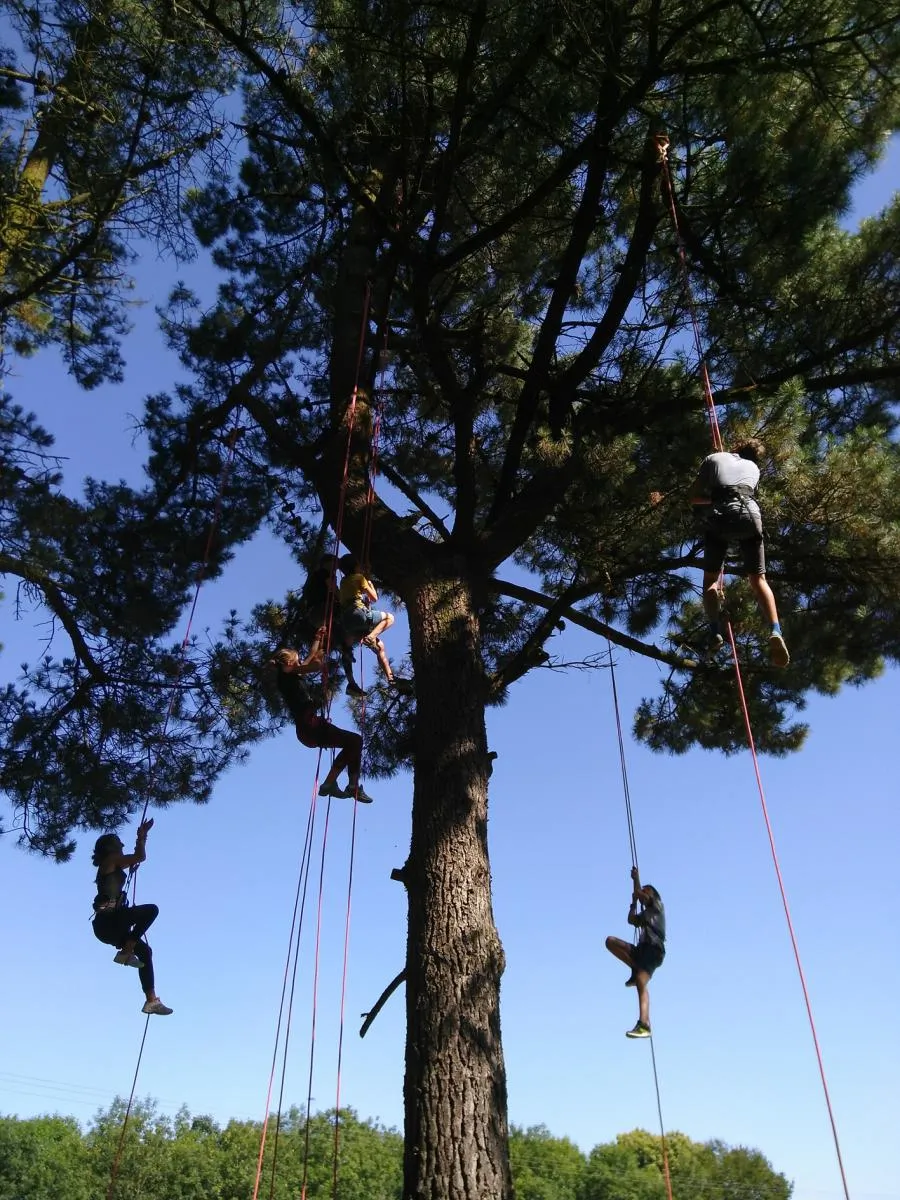 Grimpe d'arbre