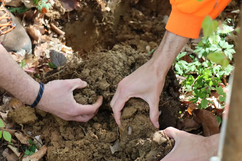 Sol forestier à Besançon © Antoine Gutowski
