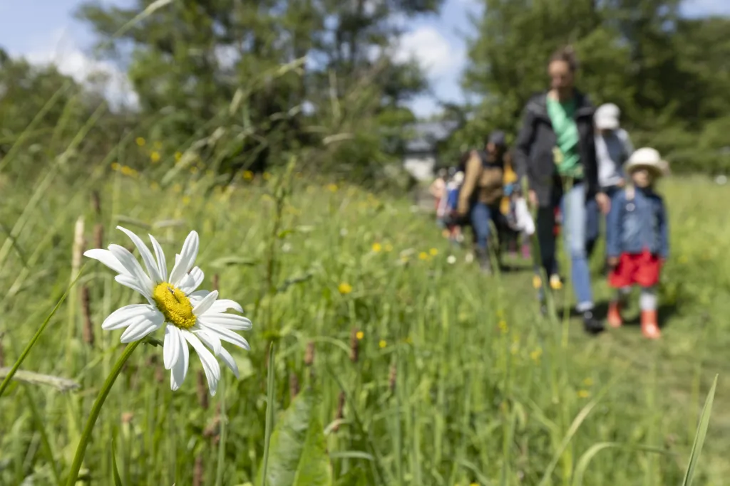 Une marguerite au premier plan avec un groupe qui marche dans une prairie en second plan.  